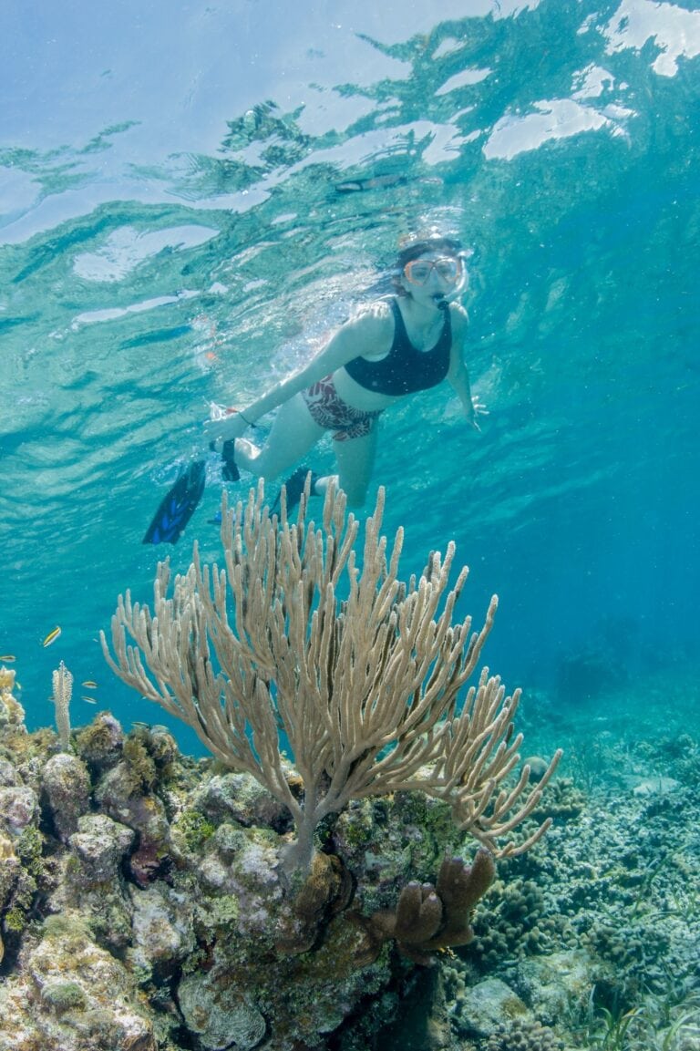 Snorkeler exploring vibrant coral reef and marine life in Roatan, Honduras.