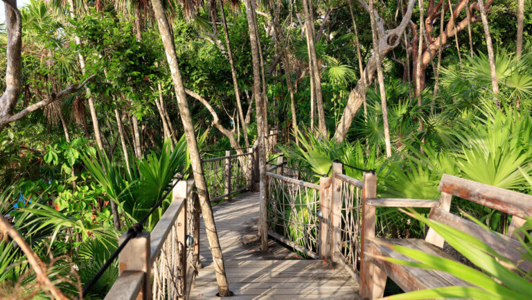 A wooden walkway with rope railings winding through a lush tropical forest on Roatan in Honduras, surrounded by tall trees and dense green foliage.