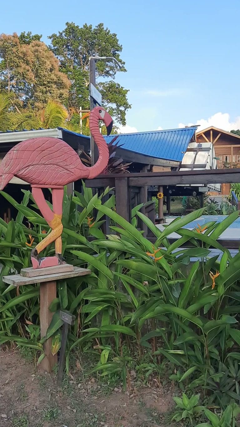 A pink plastic flamingo lawn ornament is surrounded by lush green tropical plants with orange flowers in Roatan, Honduras.