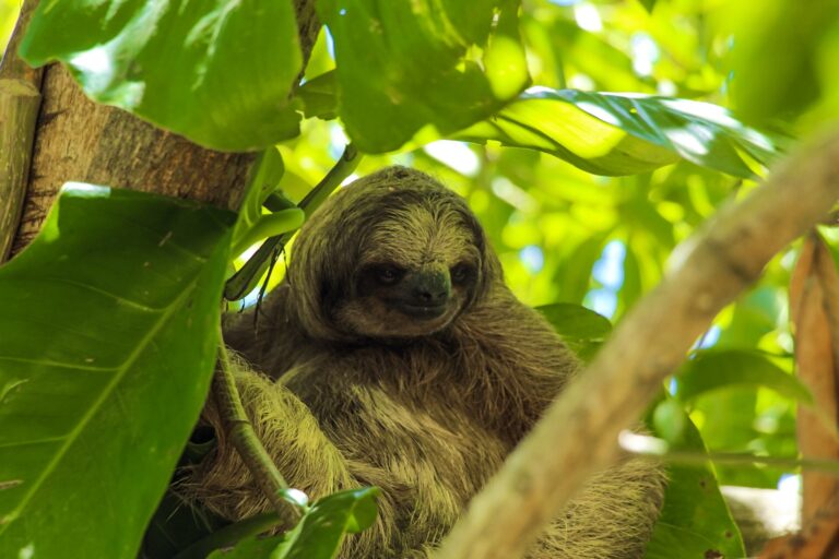 A sloth resting among lush green leaves in a tree on Roatan, Bay Islands, Honduras.