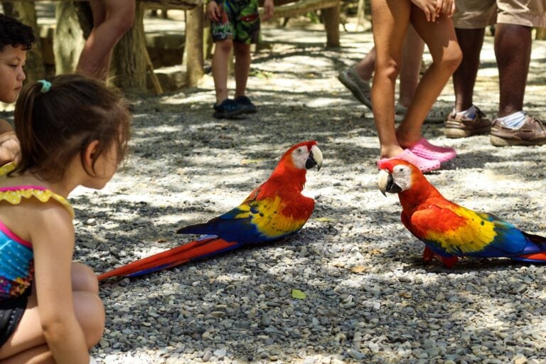 Children interact with colorful parrot parrots at a wildlife or tourist park in Roatan, Honduras, with a wooden pier and trees in the background.
