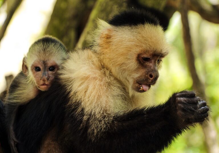 A mother and baby capuchin monkey cuddle on a tree branch in a lush green forest setting on Roatan, Honduras.