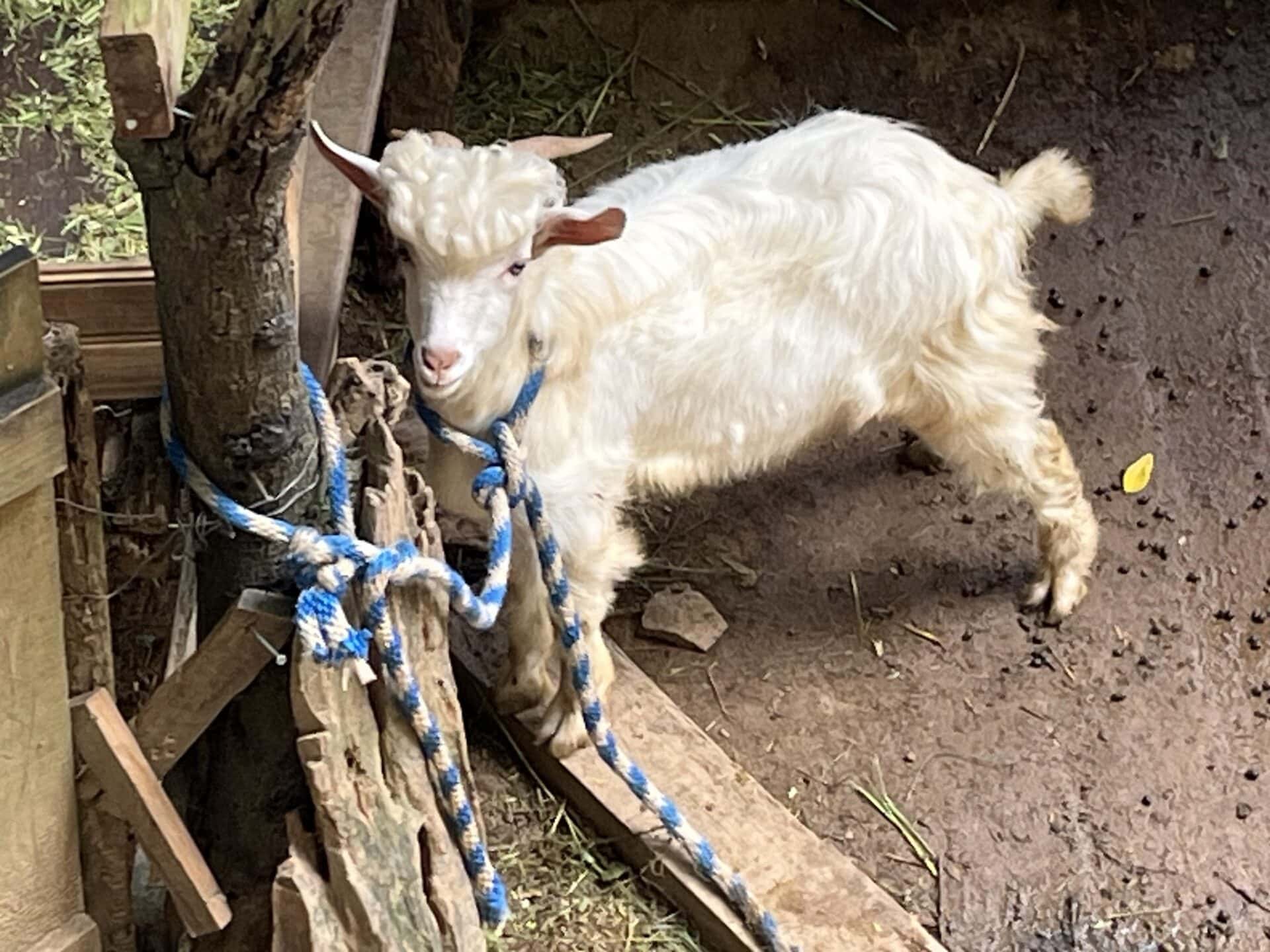 A white goat with brown ears and a blue collar is standing on dirt ground next to wooden structures and colorful ropes in a Roatan, Honduras zoo or farm setting.
