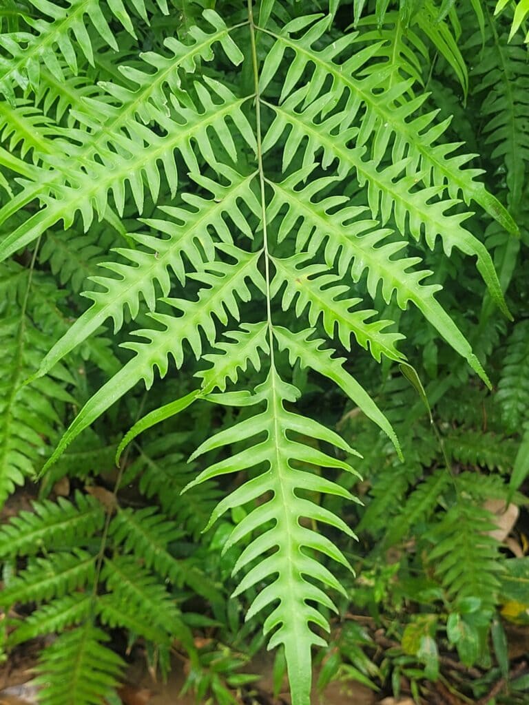 A close-up of green fern leaves with serrated edges growing densely in a lush tropical setting in Roatan, Honduras.