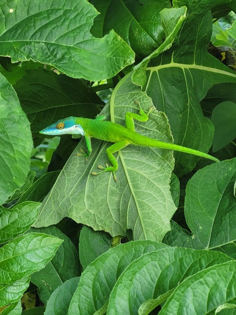 A small green lizard is perched on large, vibrant green leaves, showcasing the lush foliage typical of Roatan in Honduras.