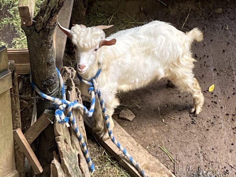 A white goat with brown ears and a blue collar is standing on dirt ground next to wooden structures and colorful ropes in a Roatan, Honduras zoo or farm setting.