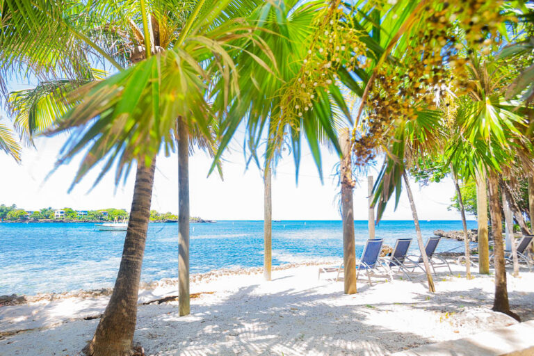 Relaxing beach scene on Roatan, Bay Islands, Honduras, with palm trees, white sandy shore, and clear blue Caribbean waters.