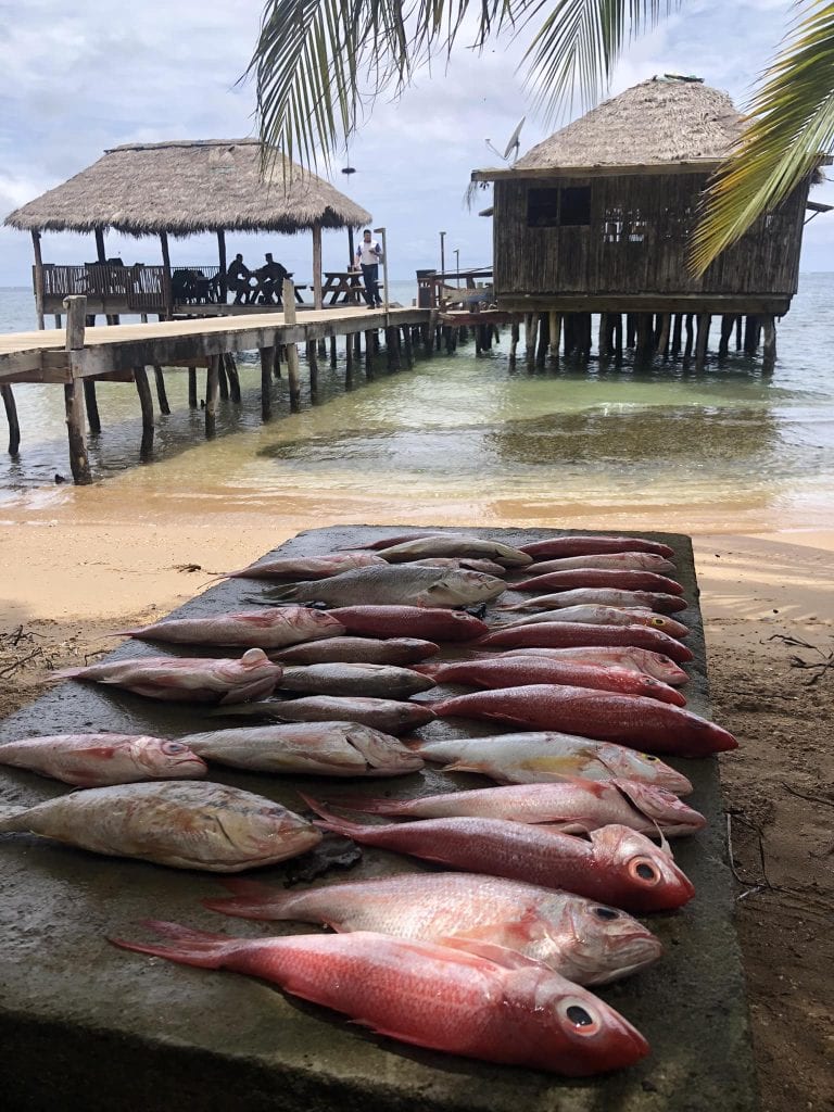 Freshly caught red snapper fish are laid out on a concrete surface on a beach in Roatan, Honduras, with a thatched-roof restaurant and fishing pier visible in the background.