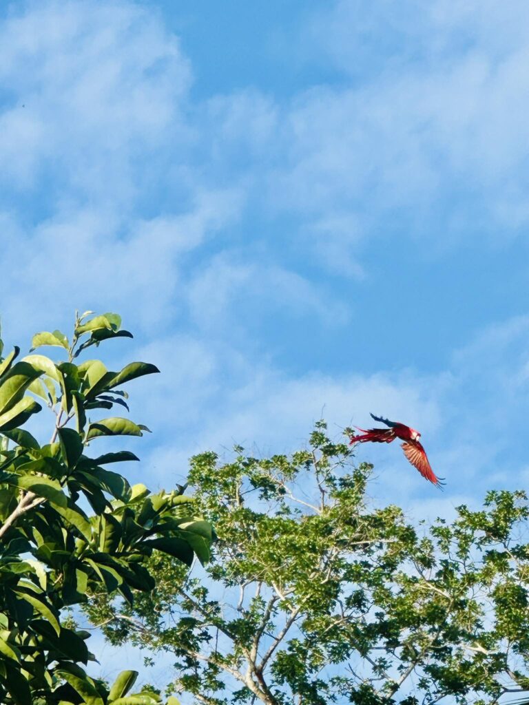 A red macaw flying above green trees under a bright blue sky in Roatan, Bay Islands, Honduras.