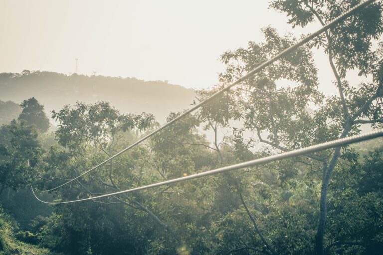 A view of lush green trees and hills in Roatan, Honduras, with sunlight filtering through the foliage and a diagonal wire or rope crossing the foreground.