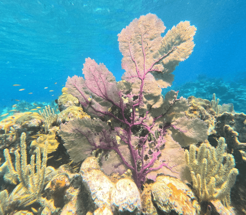 Colorful, large pink sea fan coral growing among various reef corals and small fish in the Caribbean waters near Roatan, Honduras.