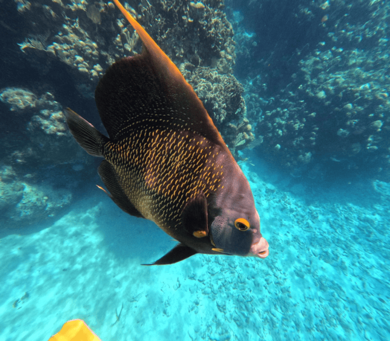 A colorful tropical fish with black and yellow pattern swims above the sandy ocean floor near vibrant coral reefs in Roatan, Honduras.