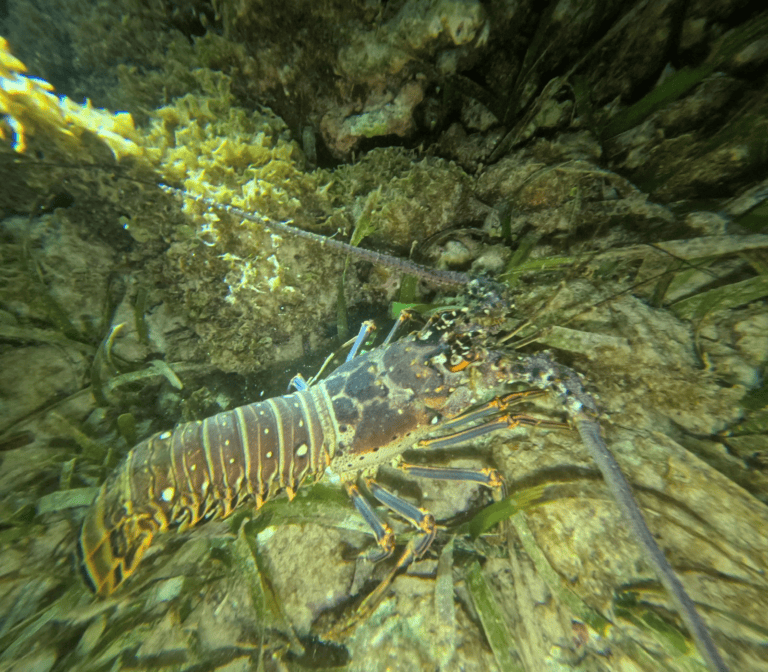 A close-up underwater scene featuring a lobster among rocks and seaweed off the coast of Roatan, Bay Islands, Honduras.