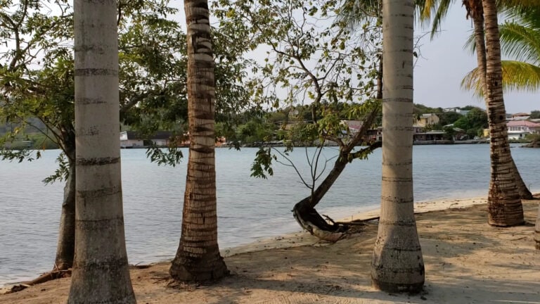 A peaceful lakeside scene in Roatan, Honduras, featuring several palm trees and calm water with houses and buildings visible on the opposite shoreline.