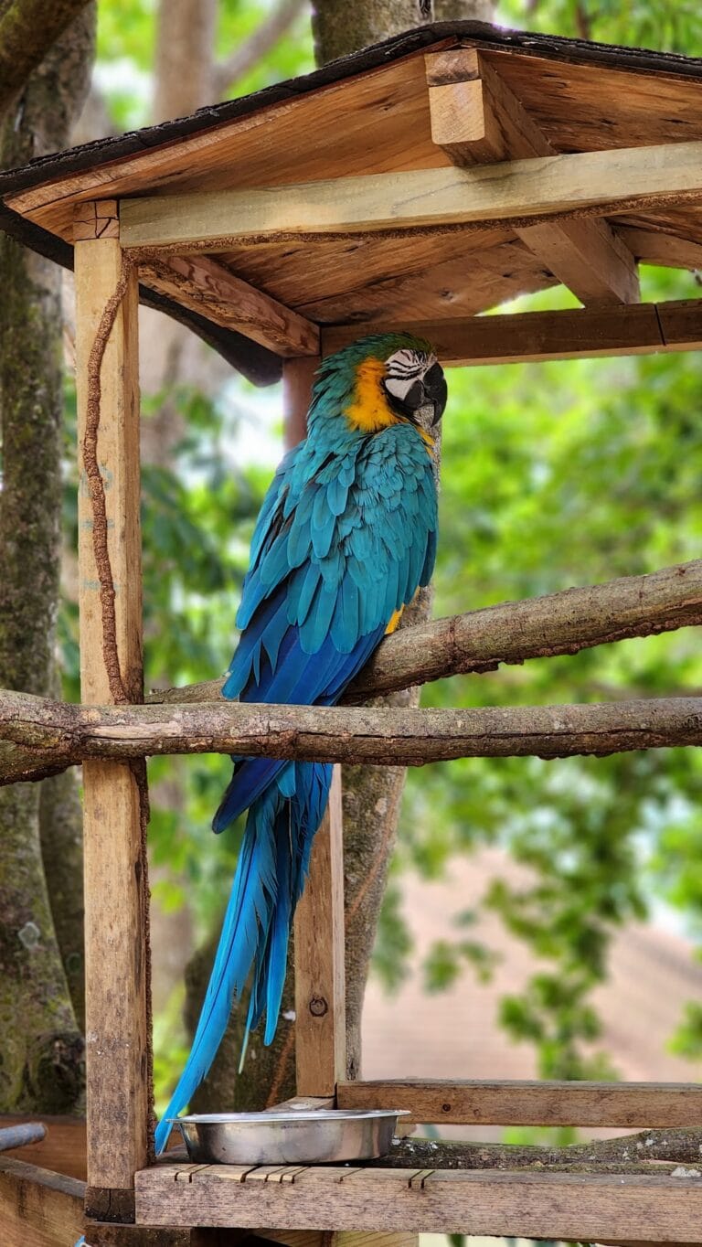 A vibrant blue and yellow macaw perches on a wooden bird feeder with a metal dish in a lush green outdoor setting in Roatan, Honduras.