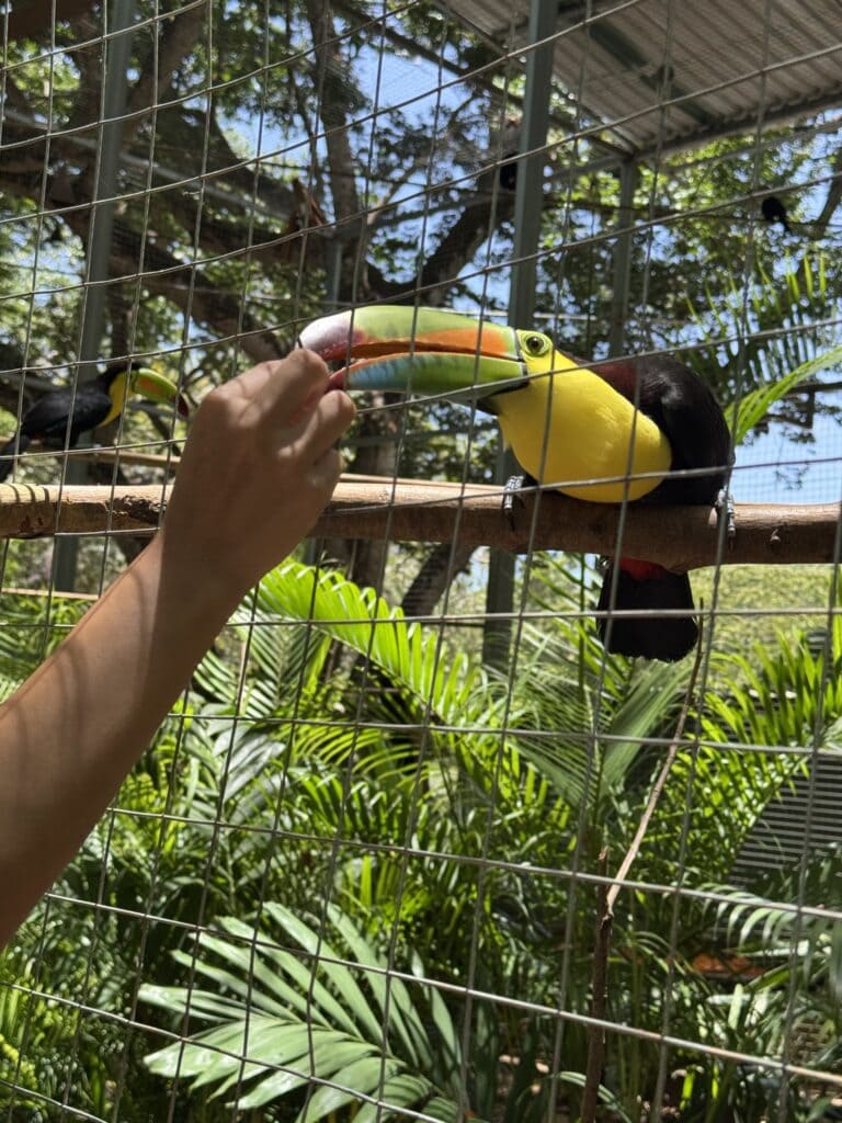 A person feeds a large, colorful toucan behind a wire enclosure surrounded by lush green tropical plants in Roatan, Honduras.