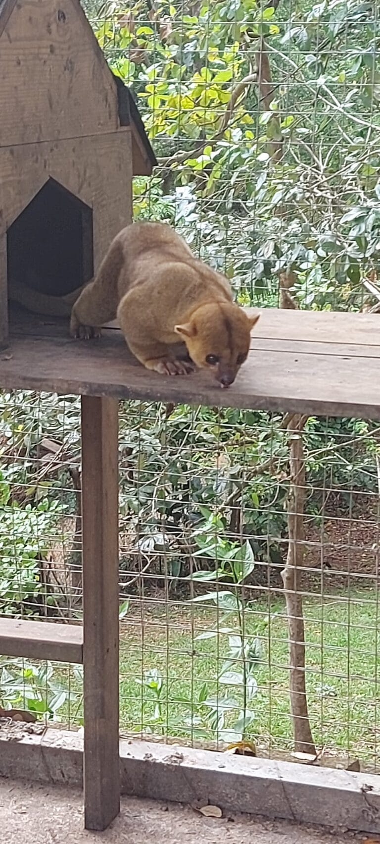 A small, brown ocelot kitten is walking on a wooden platform inside a fenced enclosure with lush green foliage in the background on Roatan, Honduras.