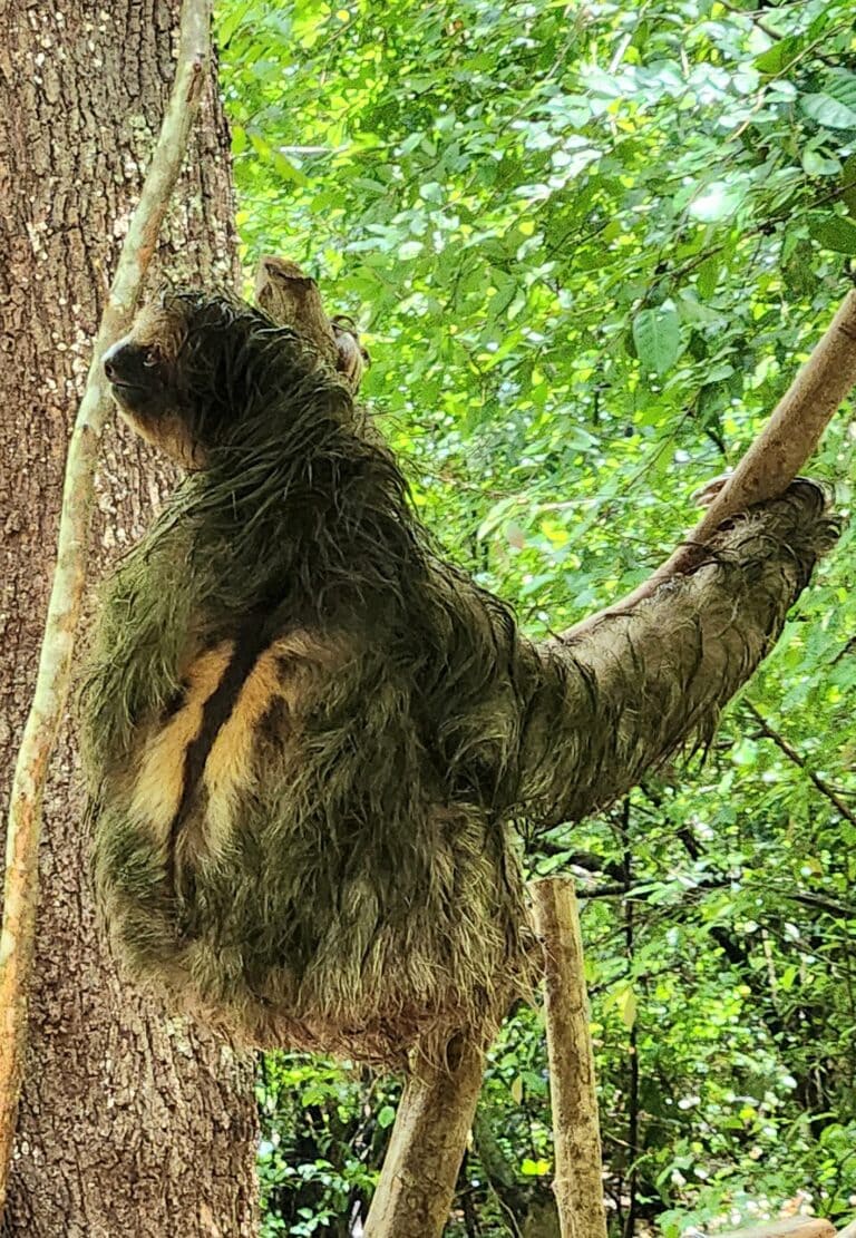 A sloth is resting on a tree branch in a lush green forest in Roatan, Honduras, surrounded by dense foliage and sunlight filtering through the leaves.