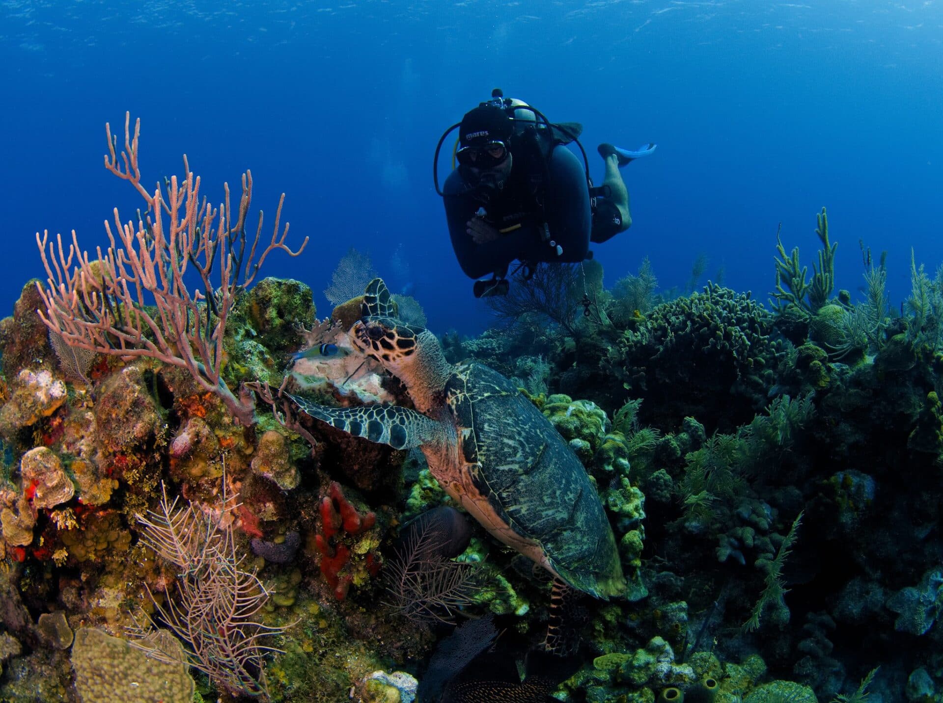 A scuba diver explores a vibrant coral reef filled with colorful corals, reef fish, and a sea turtle off the coast of Roatan in Honduras.