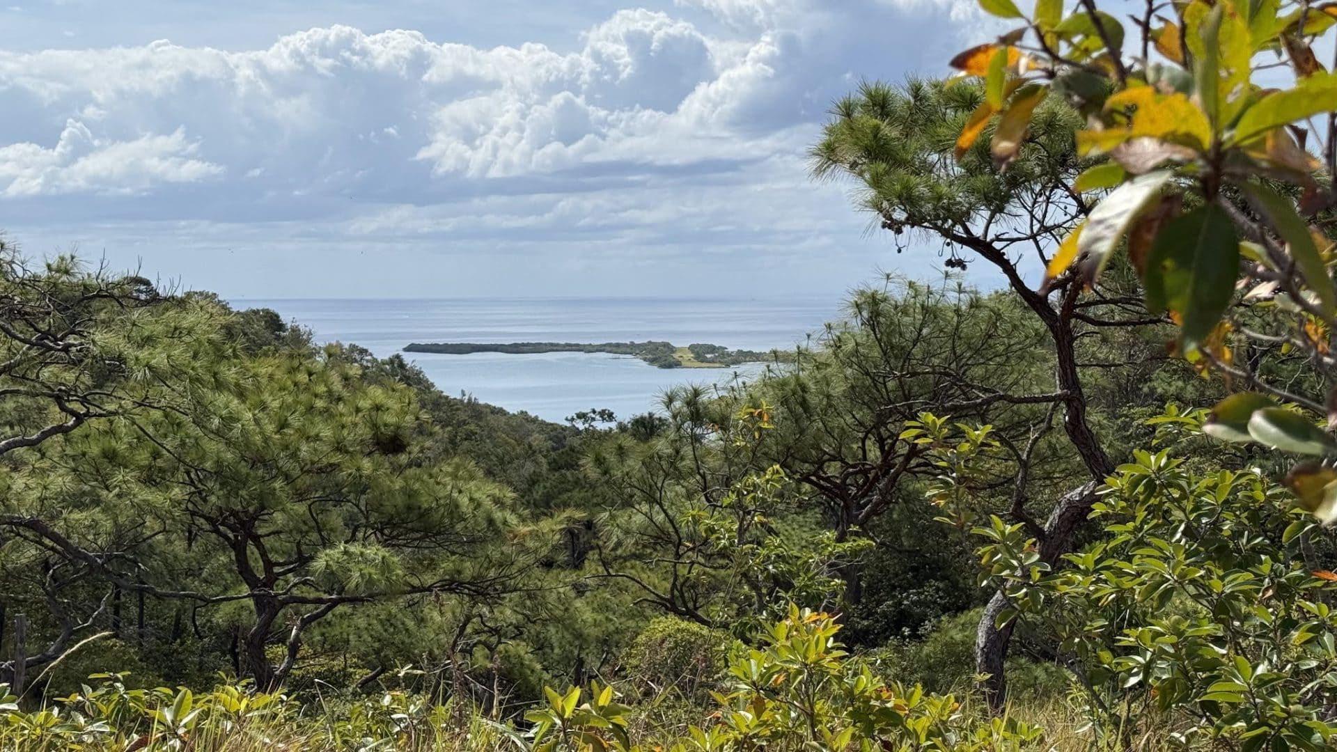 A scenic view of dense green trees overlooking a calm bay in Roatan, Honduras, with the ocean and a cloudy sky in the background.