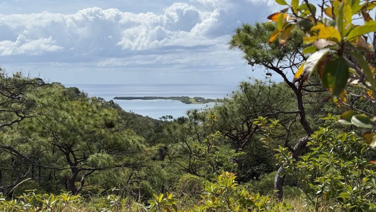 A scenic view of dense green trees overlooking a calm bay in Roatan, Honduras, with the ocean and a cloudy sky in the background.