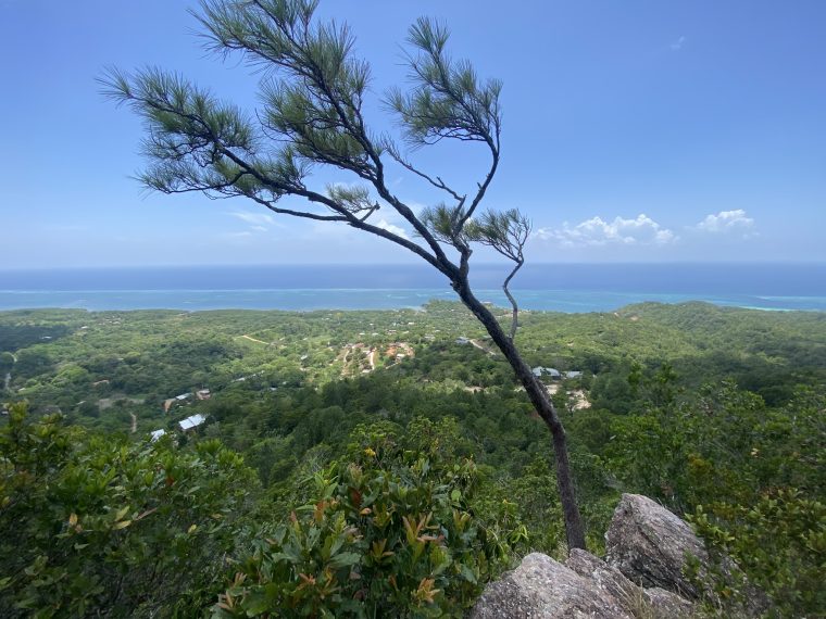 A lone, leaning pine tree with sparse foliage stands atop a lush, green hillside overlooking the ocean on Roatan in Honduras under a bright blue sky with a few scattered clouds.