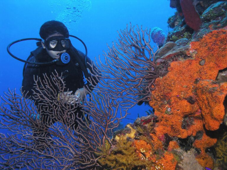 A person scuba diving near vibrant orange and purple coral formations on a reef off the coast of Roatan in Honduras.