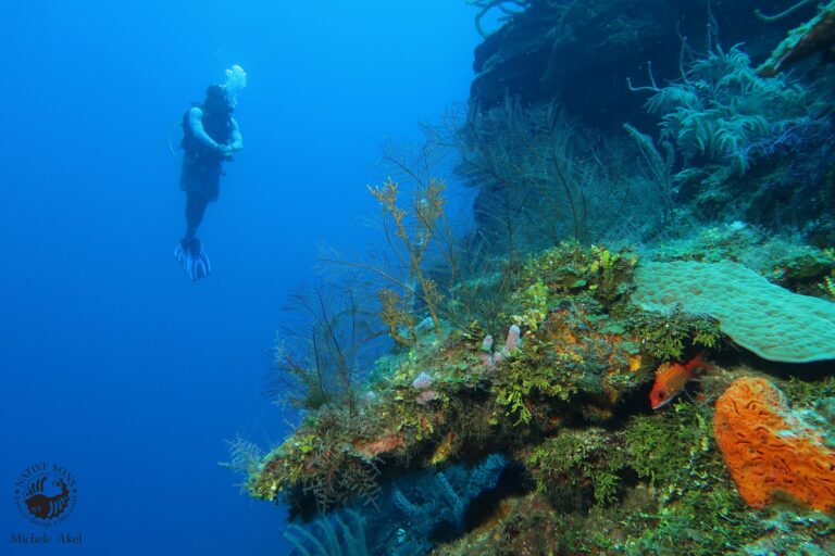 A scuba diver explores a vibrant coral reef off Roatan, Honduras, with colorful corals, marine life, and clear blue water visible underneath.