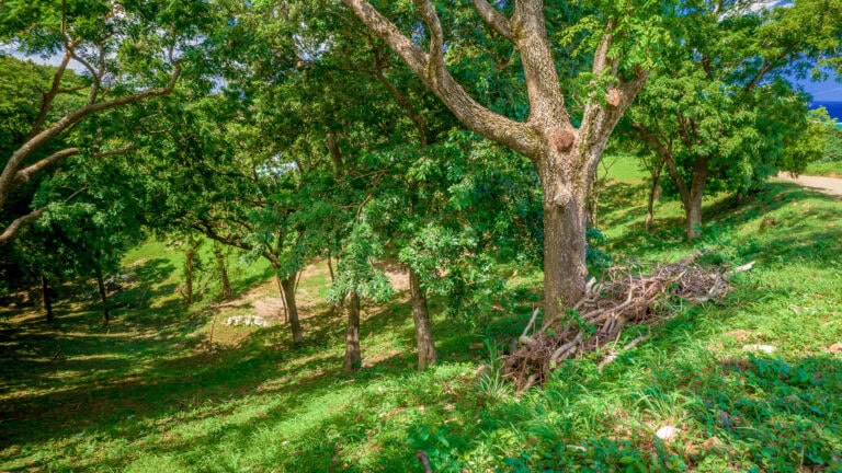 A lush green area with tall trees and dense foliage on Roatan, Bay Islands, Honduras, showing a natural landscape with sunlight filtering through the leaves.