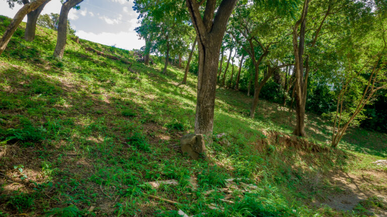 Lush green hillside covered with tall trees and vibrant grass in Roatan, Honduras, with sunlight filtering through leaves and a narrow dirt path on the right side.