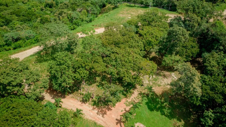 A lush green forest on Roatan in Honduras with a dirt road winding through dense trees and foliage.