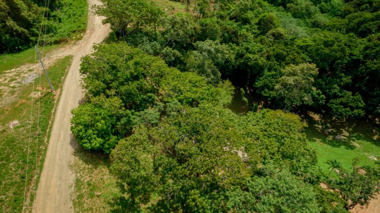Aerial view of a dirt road winding through lush green tropical forest on Roatan, Honduras, with electrical poles alongside the road and dense tree canopy covering the area.