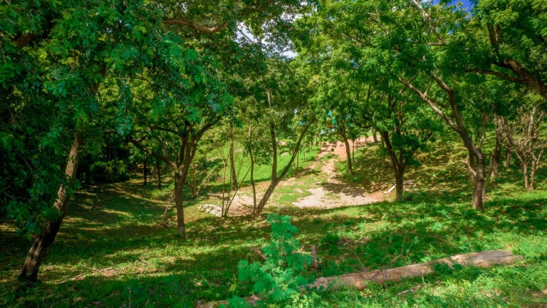 Lush green trees and a dirt pathway in a tropical forest environment on Roatan, Bay Islands, Honduras.
