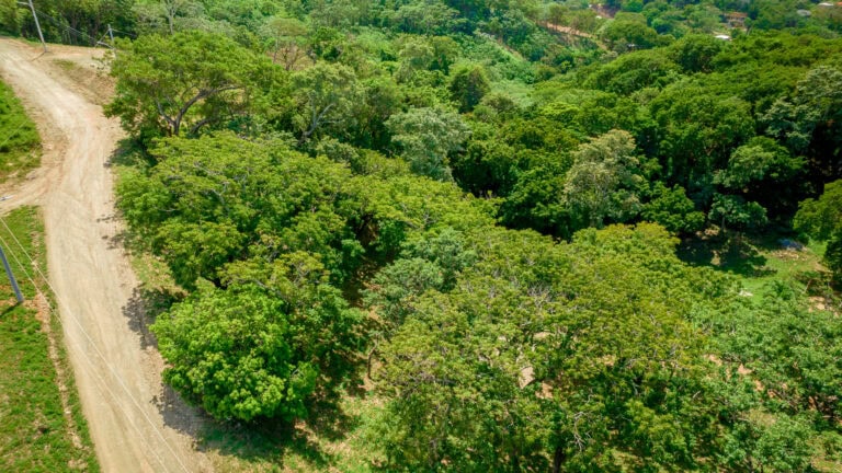 Aerial view of a lush, green forested area on Roatan, Bay Islands, Honduras, with a dirt road winding through the trees and power lines running alongside.
