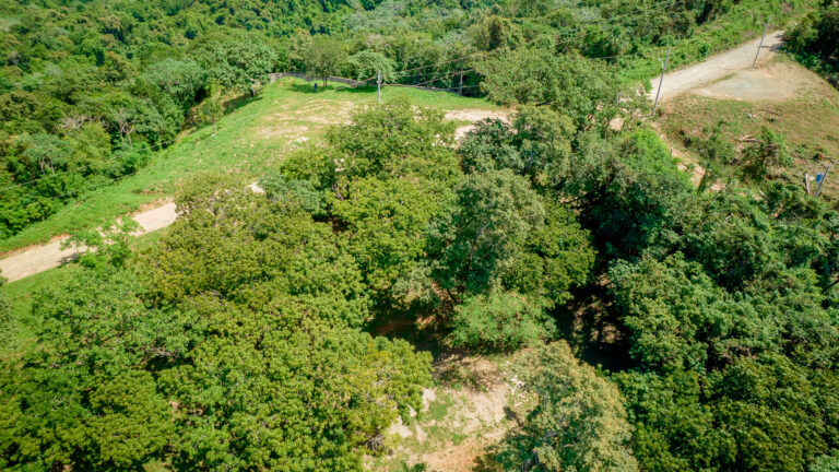 Aerial view of a lush green forested area in Roatan, Honduras, with a dirt road and power lines cutting through the trees.