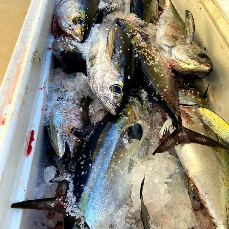 Freshly caught fish displayed on ice in a cooler at a market or restaurant in Roatan, Honduras.