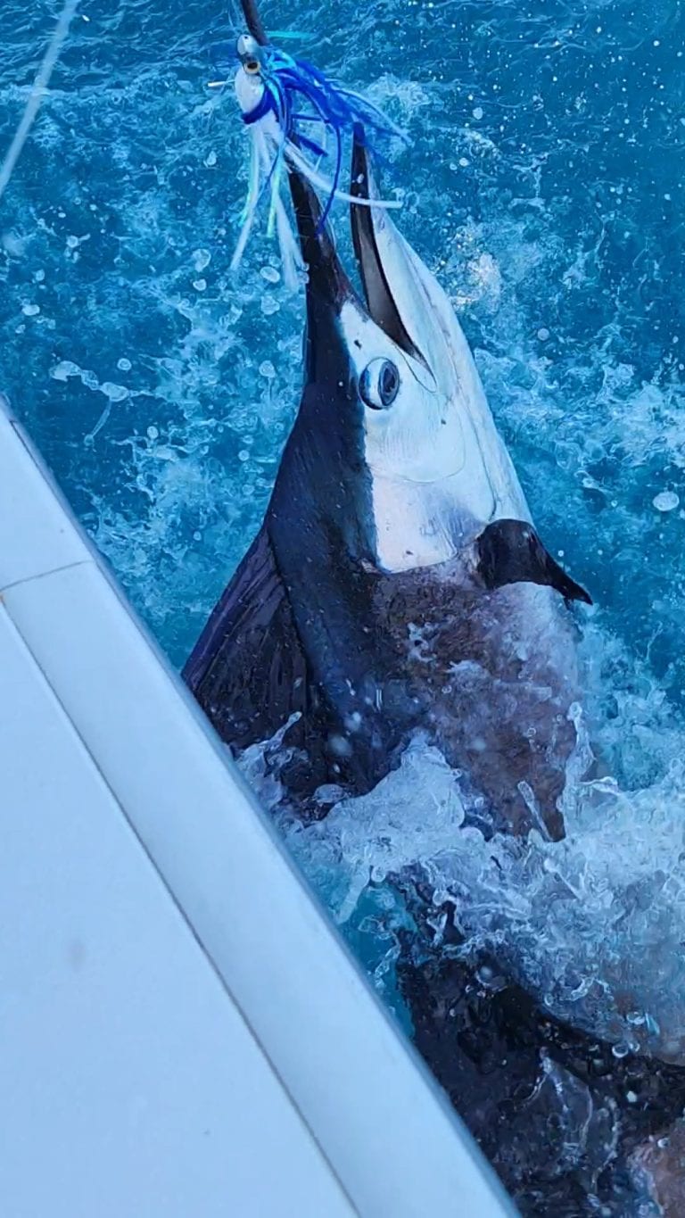 A large fish is caught on a fishing line in the water near Roatan, Honduras, with splashes and bubbles surrounding it.