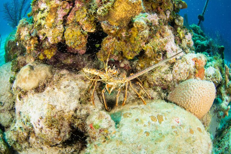 A diver exploring a colorful coral reef with various marine life, including a lobster, near Roatan in the Bay Islands of Honduras.