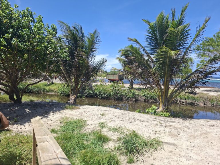 Lush green trees and palm trees alongside a small waterway with a sandy beach and the ocean in Roatan, Honduras under a clear blue sky.