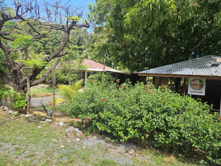 A lush tropical garden on Roatan, Honduras, featuring a variety of green trees and bushes with a small building with a metal roof in the background.