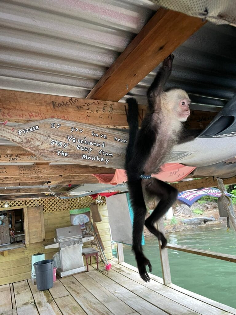 A small monkey hangs from a wooden beam inside a rustic structure in Roatan, Honduras, with handwritten signs about vaccination and staying away from monkeys.