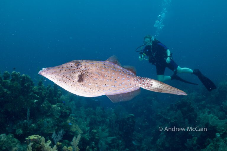 A scuba diver swims underwater beside a large, spotted fish in the clear waters of Roatan, Honduras, with vibrant coral reef visible below.