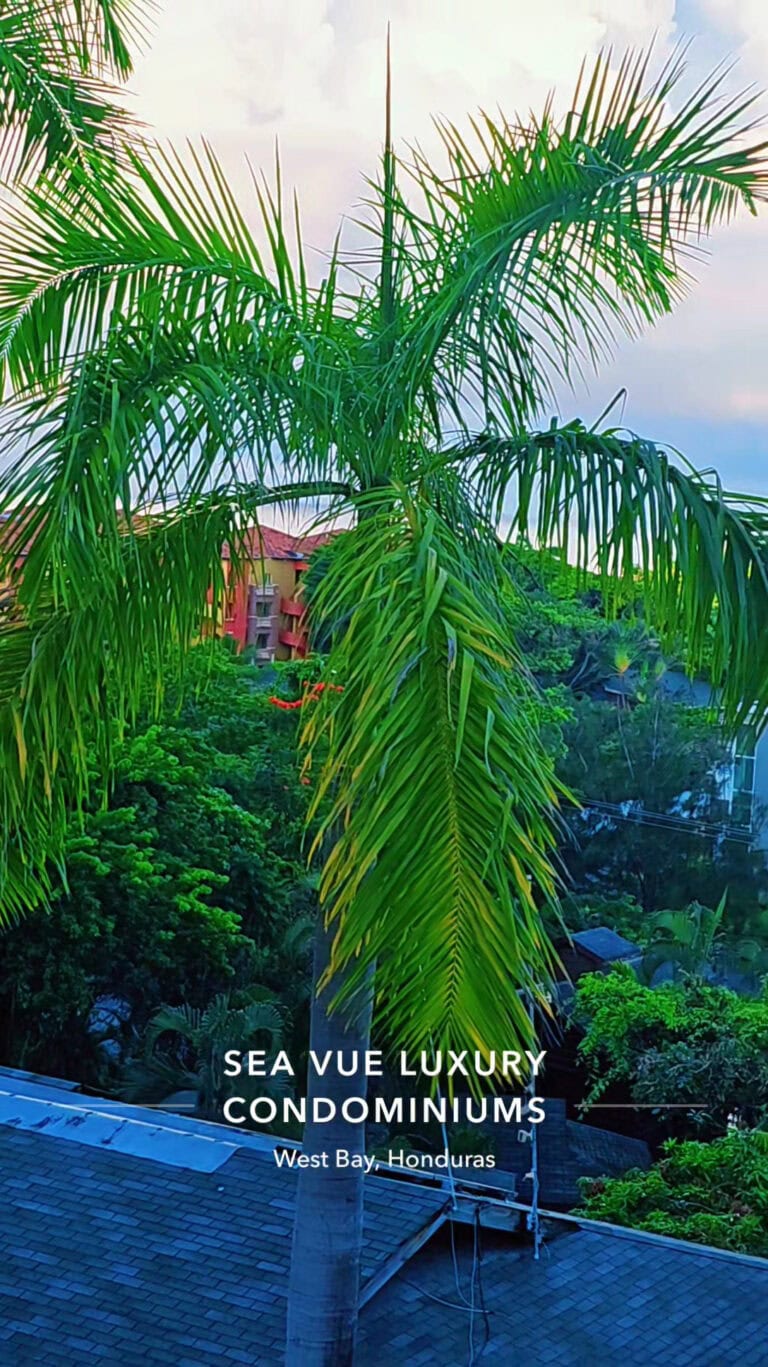 Tall palm trees frame lush tropical vegetation and rooftops at Sea Vue Luxury Condominiums in West Bay, Roatan, Honduras.