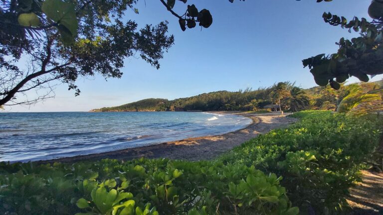 A view of the sandy beach with lush green vegetation and palm trees along the shoreline on Roatan, Honduras, with the calm ocean waters and a forested hill in the distance under a clear blue sky.