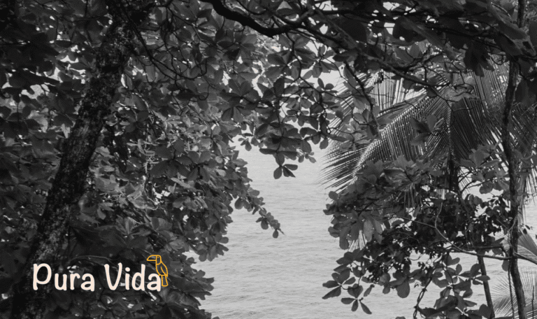 A view through dense tropical tree foliage overlooking the ocean on Roatan in Honduras, with the "Pura Vida" logo in the bottom left corner.