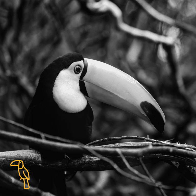 A black and white close-up image of a toucan sitting on a branch in a natural habitat in Roatan, Honduras, with lush blurred foliage in the background.