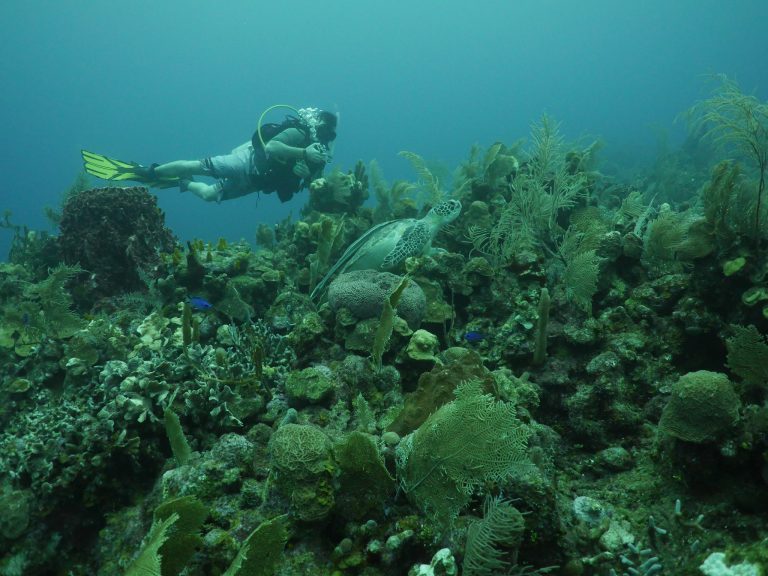 A person scuba diving over vibrant coral reefs with sea turtles and tropical fish in the clear waters off Roatan, Honduras.