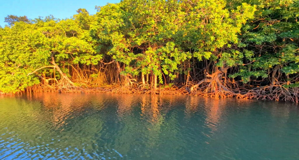 A mangrove shoreline on Roatan in Honduras displays lush green foliage and exposed roots extending into calm, clear water during sunset.