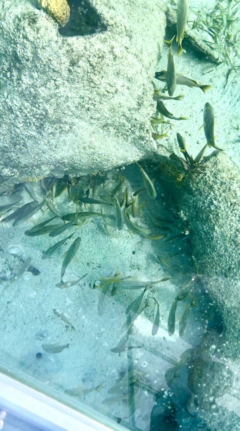Schools of small fish swim near rocks in shallow clear water on Roatan in the Bay Islands of Honduras.