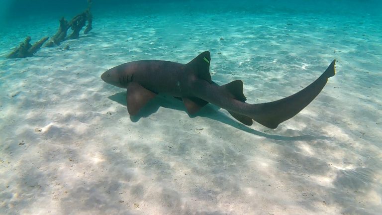 A bull shark swims near the sandy ocean floor with a piece of driftwood in the background on Roatan, Honduras.